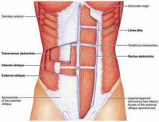 abdominales