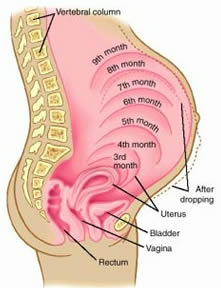 pregnancy
